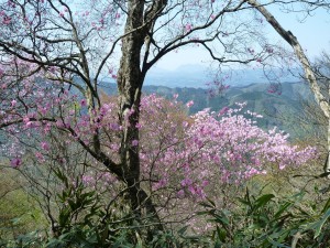 アケボノツツジと阿蘇山