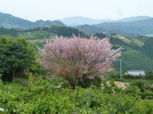 山桜