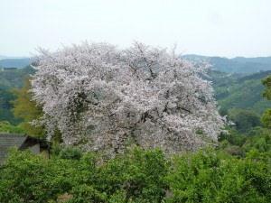 平家名残桜 1