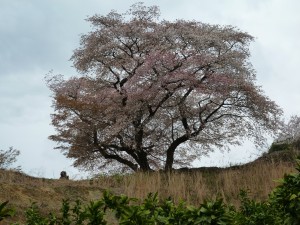 青々谷大桜 1