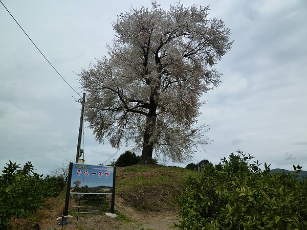 みやま市山川町で　桜巡りをしてきました。　　太洋瓦総工　　　の画像