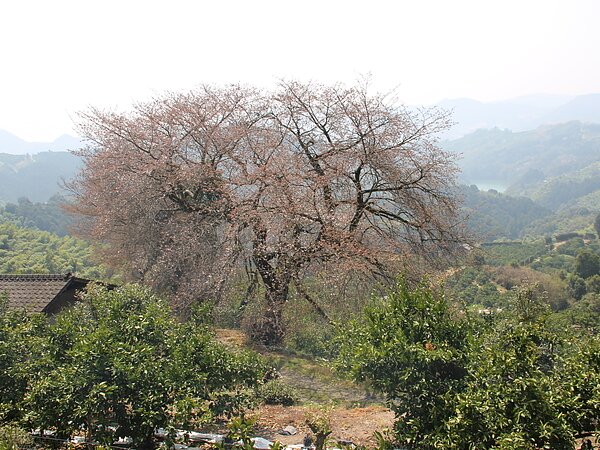 みやま市山川町　　桜巡りの画像