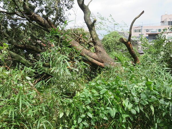 台風10号で、肉桂（シナモン）の大木が倒れました。　太洋瓦総工の画像